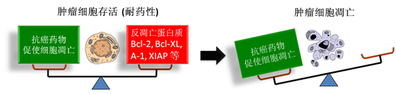 图 1：肿瘤细胞通过反凋零蛋白产生耐药性，对反凋零蛋白的抑制将改变平衡，消除肿瘤耐药性。