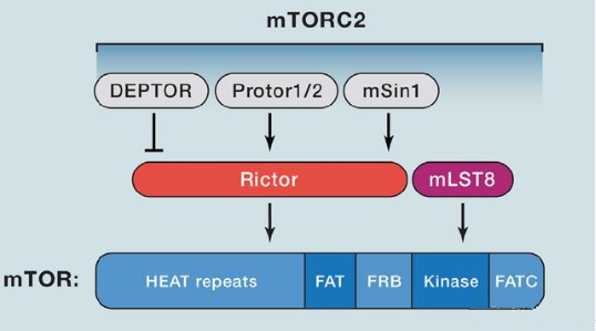 mTORC2的组成蛋白主要有Rictor、mSin1、mSLT8和Protor等