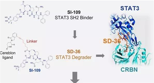 结构优化得到的SH2结合分子SI-109与CRBN结合，得到SD-36