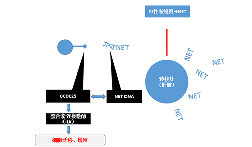 除了单纯的捕获，NET DNA与CCDC-25的结合还增强了癌细胞的侵袭行为，促进了癌症的肝转移。