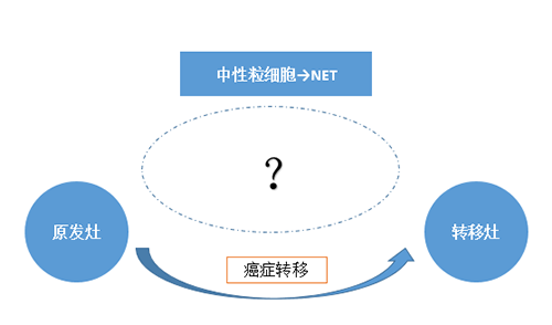 NET可能会通过某些方式“捕获”或“唤醒”癌细胞，从而造成癌细胞的迁移。