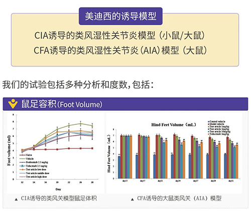 5001拉斯维加斯诱导的类风湿性关节炎模型