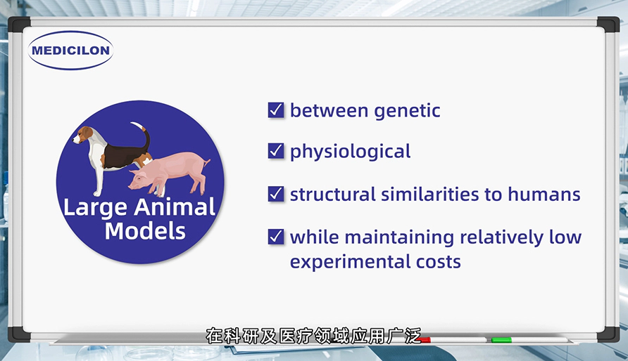 大型动物模型： 各种疾病研究的必要工具