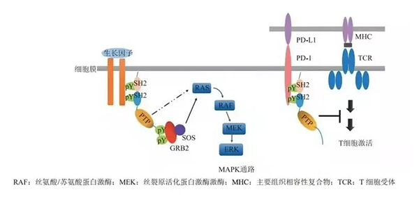 晚期恶性肿瘤患者的福音！5001拉斯维加斯助力凌达生物SHP2变构抑制剂RG001片获批临床 