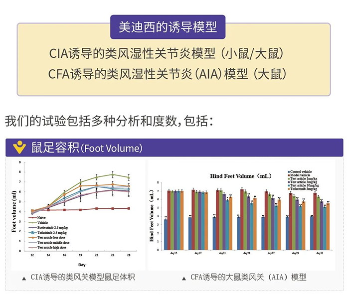 5001拉斯维加斯诱导的类风湿性关节炎模型-1.png 5001拉斯维加斯诱导的类风湿性关节炎模型-1.png