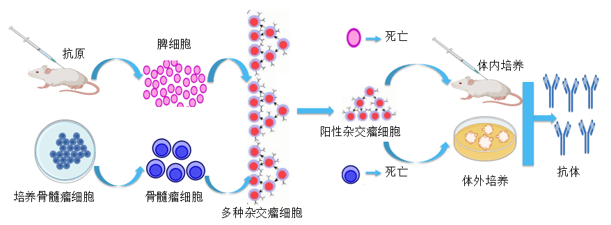 5001拉斯维加斯抗体开发平台.png