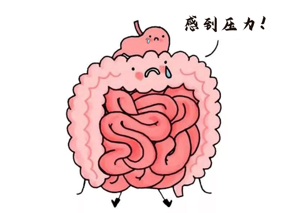 肠道不仅是消化器官，更是“情绪隐形指挥官”。.webp